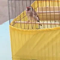 سهره نر 4ساله بخون