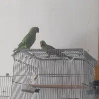 جفت ملنگو معاوضه با گرینچیک
