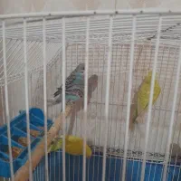 مرغ عشق