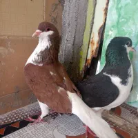 شادگان|پرنده|شادگان, |دیوار