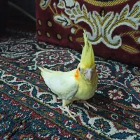 عروس هلندی/لوتینودستی۸۹۰