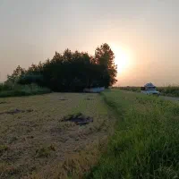 1هکتارشالیزارباسندتک برگ
