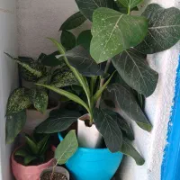 فروش انواع گل و گیاه