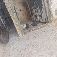 کله سیا|پرنده|تاکستان, |دیوار