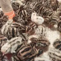 پیش فروش جوجه بلدرچین