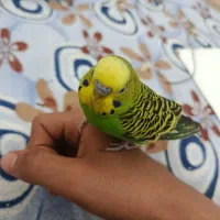 مرغ عشق نر