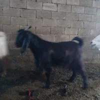 بز نر سالم و سر حال دمازلیخ