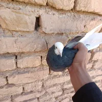 کفتر پرشی