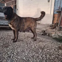 سگ افغان سراب