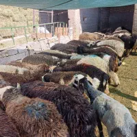 بره‌نر‌ریز
