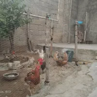 فروش جوجه محلی