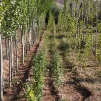 فروش-باغ