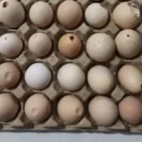تخم مرغ پوست نازک به قیمت عمده