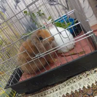 خرگوش هلندی و معمولی