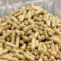 دان پارس گوشتی و تخگمذار