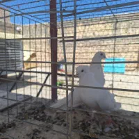 فروش کبوتر