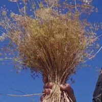 زیره