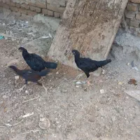 جوجه لاری