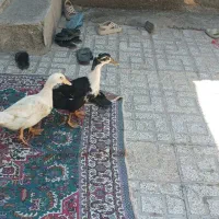 اردک 4ماه چاق