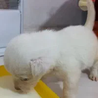 واگذاری توله سگ نر سفید بازیگوش نژاد پامر اشپیتز