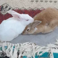 دوتا خرگوش۳ماهه
