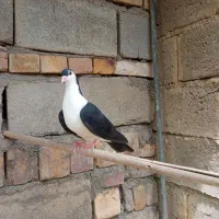 کبوتر