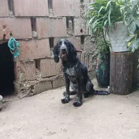 توله دنبلانی فول