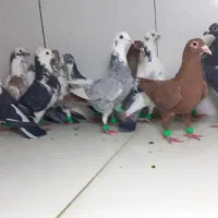 دسته ۱۸تایی ابلق و پلنگ