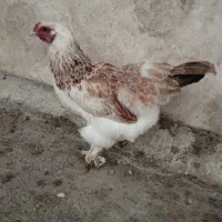 مرغ برهما