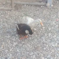 اردک