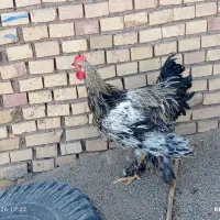 خروس برهما