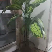 گل طبیعی Dieffenbachia ( دیفن باخیا )