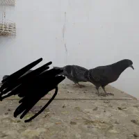 کبوتر فروشی