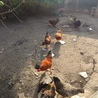 مرغ و خروس