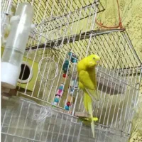 مرغ عشق