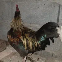 خروس