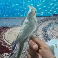 عروس هلندی رام دستی