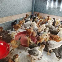 جوجه مرغ و خروس محلی ۵۰ روزه