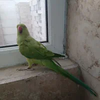 طوطی ملنگو ماده