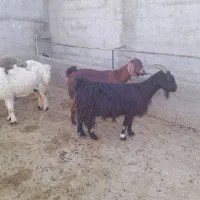 گوسفند بزمیش قصرچاق مصرف خانه نذری قیمت مناسب