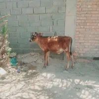 گوساله نر
