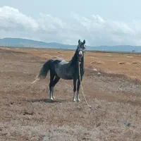 مادیان کرد زاده پارایی