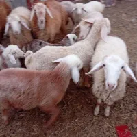 گوسفند داشتی معاوضه  باتراکتور مدل پایین