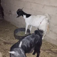 مری
