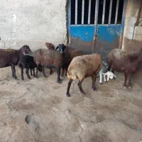 میش بره