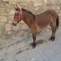 قاطر ۸سال ماده.  خیلی اروم