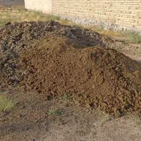 کود گاوی