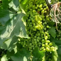 غوره|خوردنی و آشامیدنی|اسلامآباد غرب, |دیوار