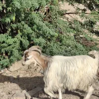 بز لری جوان