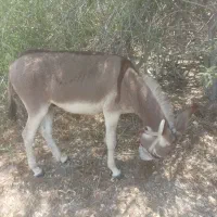 الاغ جوان